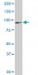 DNAJC10 Antibody (monoclonal) (M02)